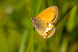 Coenonympha arcania, the pearly heath, orange butterfly