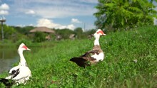 Following Shot Of Two Domestic Muscovy Ducks Walking In The Prairie Next To A Pond, Close Up Shot Seen From Behind