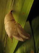 Photograph Of A Butterfly Cocoon, Empty Pupa