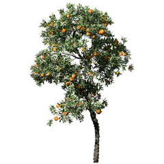 Orange Tree – Front View