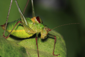 hexacentrus japonicus insect macro photo