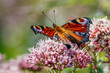 close up of peacock butterfly on hemp agrimony flower