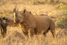 Black Rhino Stands Among Bushes Eyeing Camera