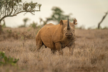 Wall Mural - Black rhino standing in grass eyeing camera