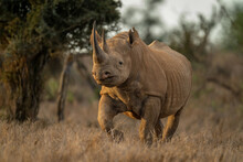 Black Rhino Trots Towards Camera Past Trees