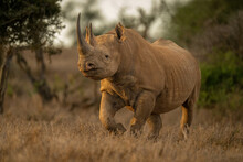 Black Rhino Walks To Camera In Clearing