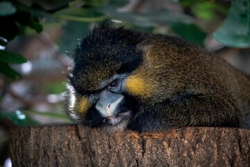 Sticker - Beautiful shot of a monkey in a zoo