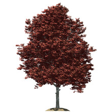 Red Maple Tree – Front View