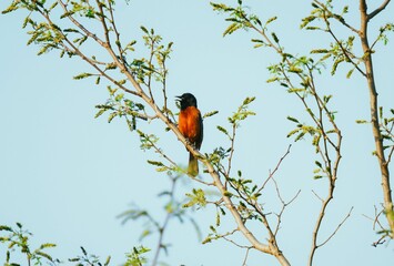 Poster - Red bird perching on a tree branch