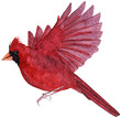 Watercolor red cardinal bird illustration