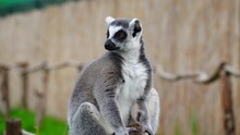 Ring-tailed Lemur On A Blurred Background