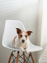 The Dog On A Chair Sitting By The Window. Jack Russell Terrier In Creative Workshop