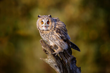 Sticker - long-eared owl