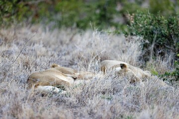 Sticker - Couple of lionesses laying on the grass in Lewa Wildlife Conservancy, Kenya