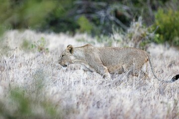 Sticker - Young lioness searching for food in the jungles of Lewa Wildlife Conservancy, Kenya