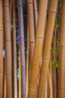 Bambus Stengel in Hochformat