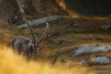 Wall Mural - A king at sunset, fine art portrait of Alpine ibex (Capra ibex)