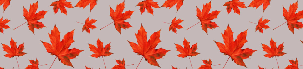 Canvas Print - Pattern of autumn. Panoramic pattern of autumn red maple leaves on a grey background.