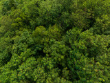 Fototapeta Na ścianę - Top down view of the forest