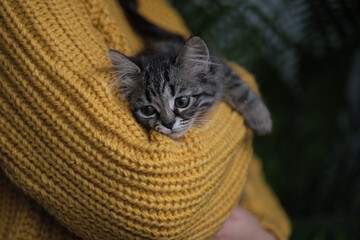 autumn mood. little kitten is warming itself in the woman hands. girl holds a cat in her arms. Cat is feeling relaxed and happy with owner. Selective color