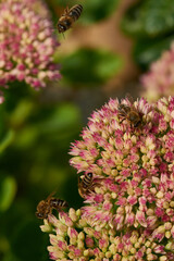 Wall Mural - Hohe Fetthenne ( Sedum telephium ) mit Bienen	