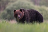 Fototapeta Zwierzęta - niedźwiedź