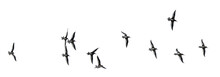 Flock Of Gulls, Png Stock Photo File Cut Out And Isolated On A Transparent Background