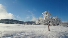 Zimowy Krajobraz, Panorama Z Lasem, Drzewa Pokryte śniegiem, świeże Powietrze, Tło Lasu, Błękitne Niebo, Zaśnieżona łąka, Zima W Polsce