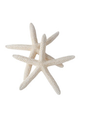 Wall Mural - two white starfish isolated on transparency photo png file