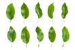 Leinwandbild Motiv Set of avocado tree leaf isolated on white background.  Full Depth of field. Focus stacking