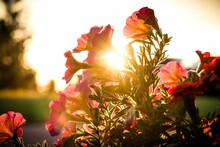 Closeup View Of Red Petunia Flowers Filled With Sun Beams Outdoors At Sunset