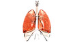 Human Respiratory System Lungs with Diaphragm Anatomy