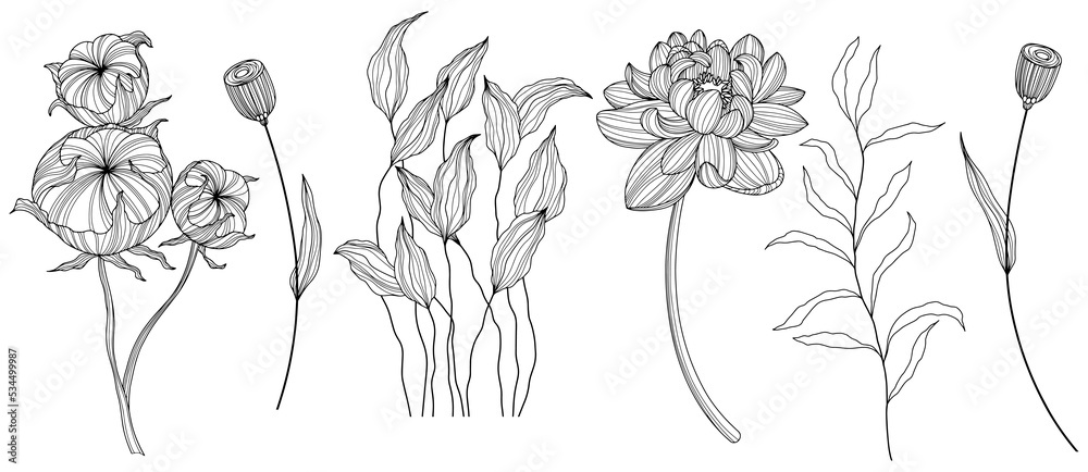 Illustration of abstact flowers. Line png art. Stock Illustration ...