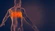 Human rib pain 3D illustration	