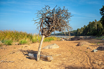 Wall Mural - rocky Baltic sea shore, pine forest, Latvia