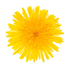 dandelion yellow flower isolated on transparent background.