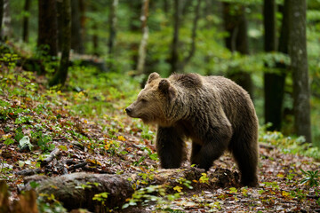 Wall Mural - brown bear is looking for food in a european forest. image taken in autumn.