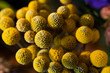 © PhotoAlto - Bunch of round yellow decorative dry flowers