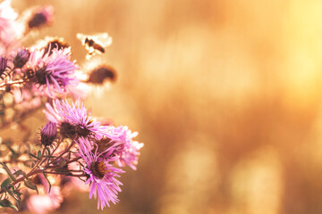 Purple wild grass flowers and pollinating bee on a meadow in the rays of the golden hour sun. Seasonal romantic vintage autumn field landscape wildlife background with morning sunlight. Copy space