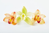 Fototapeta Kwiaty - Cymbidium orchid flower on white background