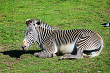 Grévy's Zebra (Equus Grevyi) Resting In The Grass