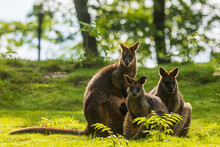 The Swamp Wallaby (Wallabia Bicolor) Is A Small Macropod Marsupial A Group Of Three Sitting In The Opposite Light