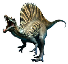 Spinosaurus From The Cretaceous Era 3D Illustration	