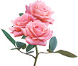 Pink Rose flowers isolated for love wedding and valentines day