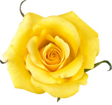 Yellow Rose Flowers For Love Wedding And Valentines Day