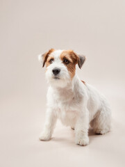 Wall Mural - happy jack russell terrier on a beige background. 