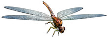 Meganeura Prehistoric Dragonfly 3D Illustration	