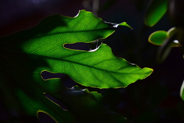 Wall Mural - leaf