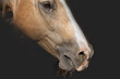 sick mare, a horse with a runny nose on a black background of the stable. Concept of herpes virus, horse health