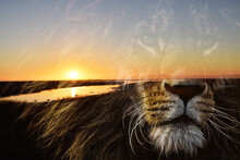Beautiful Lion Looking Into A Wetland Sunrise 
